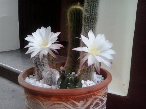 two white flowers in a pot next to a cactus at Hotel Anastasia in Rhodes Town