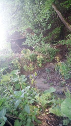 a garden with plants in the dirt and trees at Log Cabins Jovicic in Bosanska Dubica