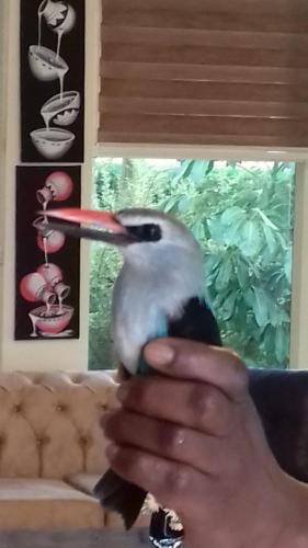 a bird with a long beak sitting on a persons hand at Ikaze B&B in Kigali