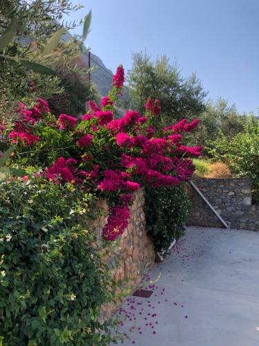 a bunch of pink flowers on a stone wall at Petra Thea in Kalamata