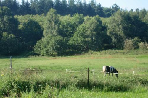 a horse grazing in a field near a fence at Ferienwohnung Reinecke Brigitte Re in Zemitz