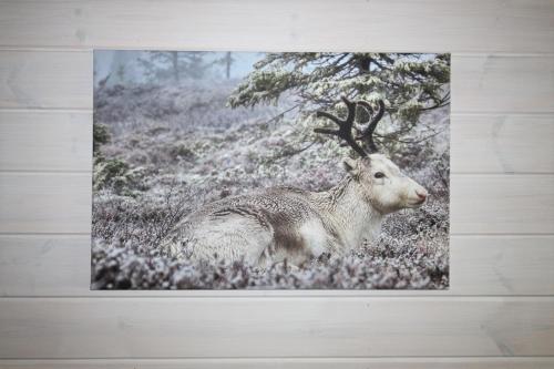 a picture of a deer in a field at Lapland Happiness Hillakka 2 a8 in Äkäslompolo