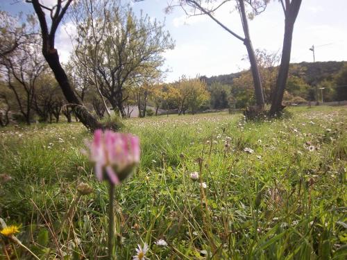 a pink flower in a field of grass with trees at Guesthouse Budima in Banići