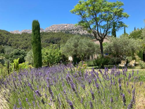 um campo de flores roxas com uma montanha ao fundo em Chambres & Table d'Hôtes Au Soleil du Bonheur em Lafare