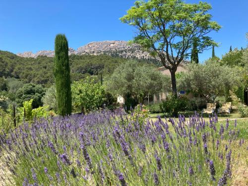 a field of purple flowers with a mountain in the background at Chambres & Table d'Hôtes Au Soleil du Bonheur in Lafare