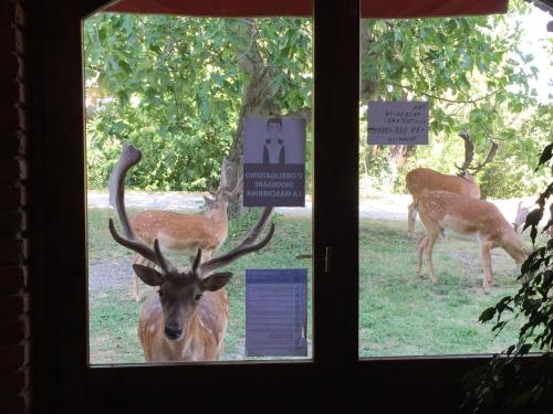 a deer looking out of a window in a field at Hotel Giogliano in Radicondoli