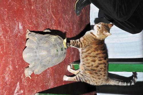 Ospiti di Erofili Rooms con animali domestici