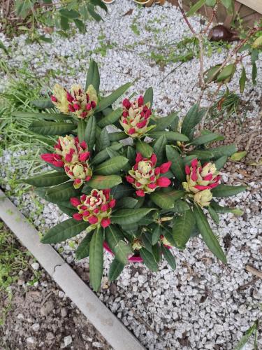 a plant with red flowers on the ground at VILLA GUT in Bolesławiec