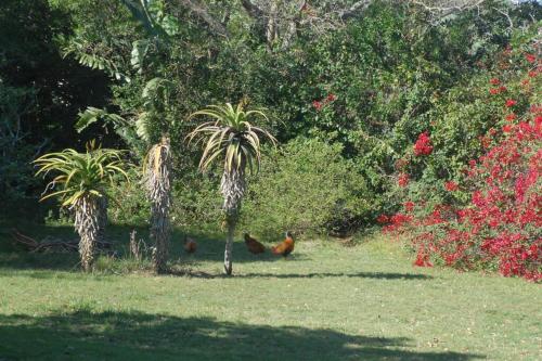 three chickens standing in the grass near a palm tree at The Homestead - Simple Farm-Style Accommodation in Port Alfred