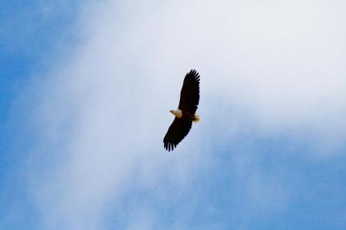 a bird flying in the sky at Inverdoorn Game Reserve Lodge in Breede River DC