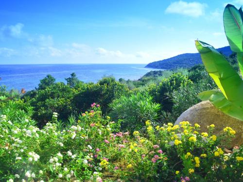 een bloemenveld met de oceaan op de achtergrond bij La Côte Bleue in Sainte-Lucie de Porto-Vecchio