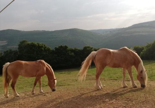 two horses grazing in a field with mountains in the background at B&B Cà Montemezzano in Verona