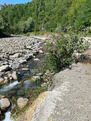 a river with rocks and flowers on the side at Ca’ Alba in Sestola