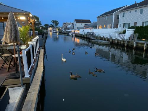 een groep eenden die in een rivier zwemmen bij Water Canal Villa Salgado in Bellmore