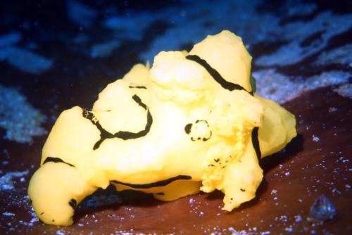 a peeled banana with a face drawn on it at Grand Luley Manado in Manado