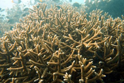 a coral reef in the ocean with water in the background at Grand Luley Manado in Manado