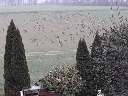 Φωτογραφία από το άλμπουμ του Ferienwohnung Niederrhein Blick σε Sonsbeck