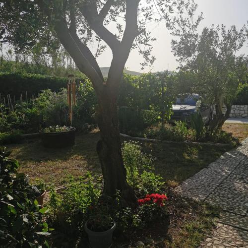 Taman di luar Pag Vlasici