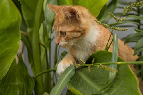 an orange and white cat sitting in a plant at Ferienhof Sauter Meersburg in Neukirch