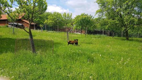 a cow standing in a field of tall grass at CHALUPA KOTÁR - 7 míst za 1 cenu in Haluzice