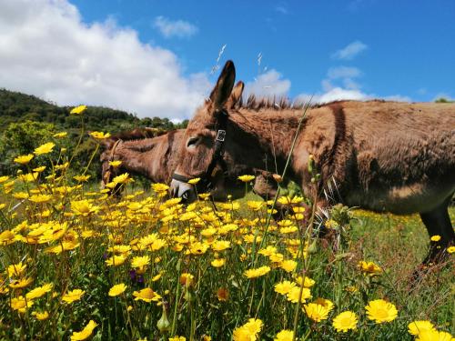 two horses standing in a field of flowers at Vinha do Gaio in Monchique