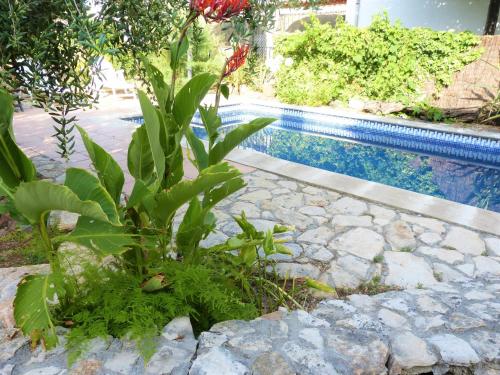 a plant sitting next to a swimming pool at Hort de la Cinteta in Alcover