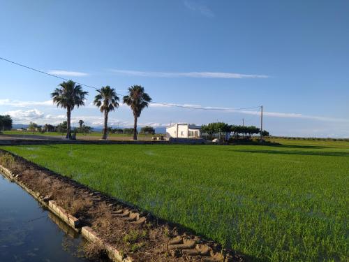 a field of grass with palm trees in the background at Mas Panoli in Deltebre