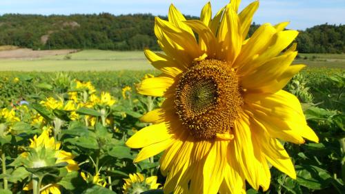 a large yellow sunflower in a field of sunflowers at Lekanders Bär & Boende in Tyfta