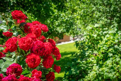 un grupo de rosas rojas en un jardín en Lovely house with mountain view & big garden in Bad Aussee, en Bad Aussee