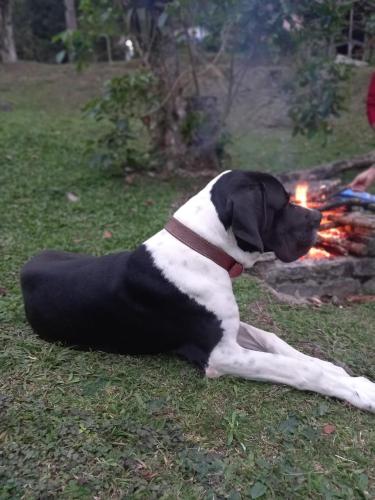a black and white dog laying on the grass next to a fire at Gran Camping Cabanas da Fazenda in Visconde De Maua