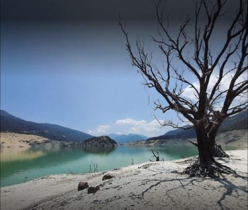 a tree sitting on the side of a body of water at Le ROI Floating Huts & Eco Rooms Tehri in Tehri-Garhwāl