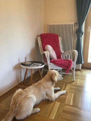 Haiwan peliharaan atau haiwan-haiwan peliharaan yang menginap dengan tetamu di MILLIEs hosting - Familienurlaub mit Hund in Kärnten