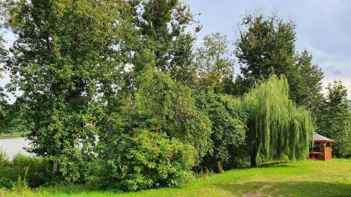 a group of trees and a cabin next to a lake at Nasz Dębowiec - dom dla 15 osób, sauna, widok na staw, wielka działka in Dębowiec