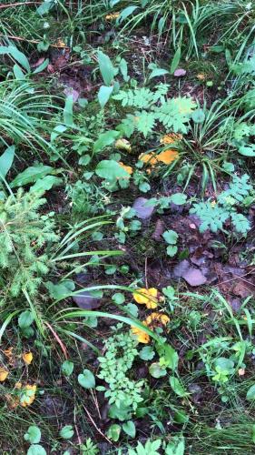 a garden with plants and flowers on the ground at Trevlig stuga nära Hovfjället in Torsby
