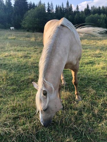 a white horse grazing in a field of grass at Gazdovsky Dvor Peter Jurky in Vasiľov