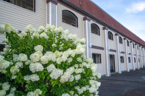 a bush of white flowers in front of a building at All Seasons Inn & Suites in Bourne