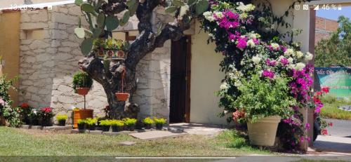 a group of flowers in pots in front of a building at Suites Pozos Mágico in San Luis de la Paz