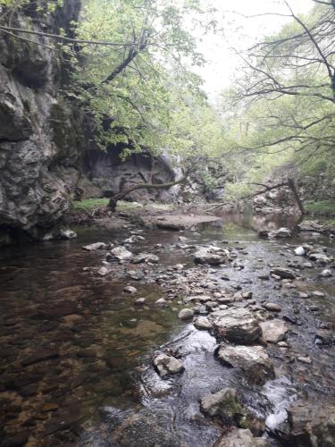 a river with rocks in a forest with trees at Etno Kuca Badejevic in Plavna