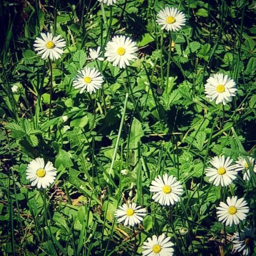 a group of white flowers in the grass at Dimora in San Quirico d'Orcia in San Quirico dʼOrcia