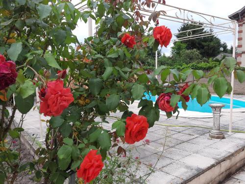 a bush with red roses growing next to a pool at Chambre d'hôtes LE PUITS DARCY in Montceau-les-Mines