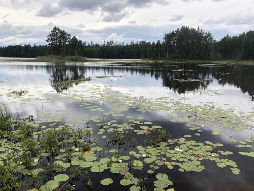 a large lake with lily pads in the water at Holiday House with beautiful scenery near Göta Kanal in Undenäs