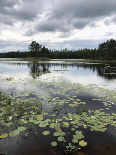 a large lake with lily pads in the water at Three Rooms stuga i stugby near National Park in Undenäs