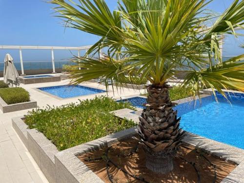 a palm tree sitting next to a swimming pool at Breathtaking Studio Apartment in Marjan Island in Ras al Khaimah