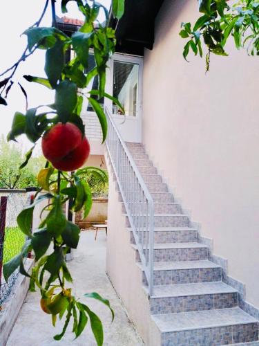 Zahrada ubytování Apartman HAN