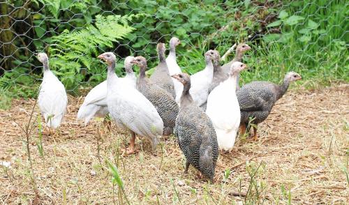 a group of white and gray birds standing next to a fence at Aldridge Mill in Oakford