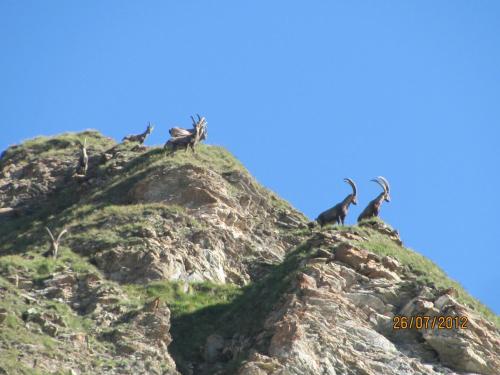 a group of animals sitting on top of a mountain at Apart Mangweth in Nauders