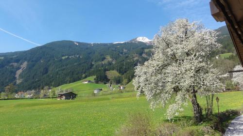 a tree in a field with mountains in the background at Apart Alpensonne in Zellberg