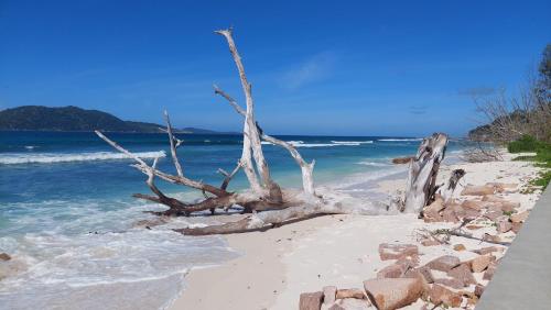 a tree on a beach with the ocean at Maison Ed-Elle in La Digue