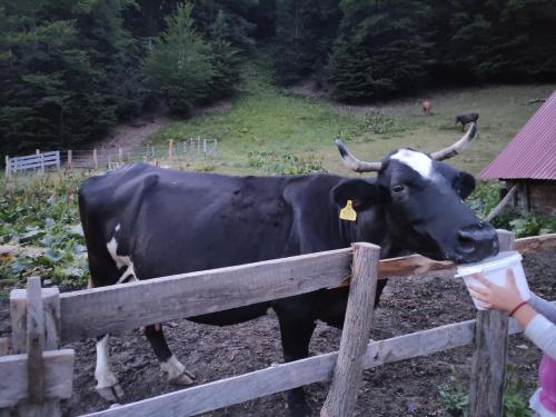 a woman is feeding a cow over a fence at Dulović - KATUN POTOCI in Kolašin
