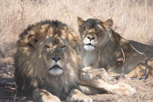 zwei Löwen auf dem Boden im Gras in der Unterkunft Schrikkloof Private Nature Reserve, home of The Lions Foundation in Bela-Bela